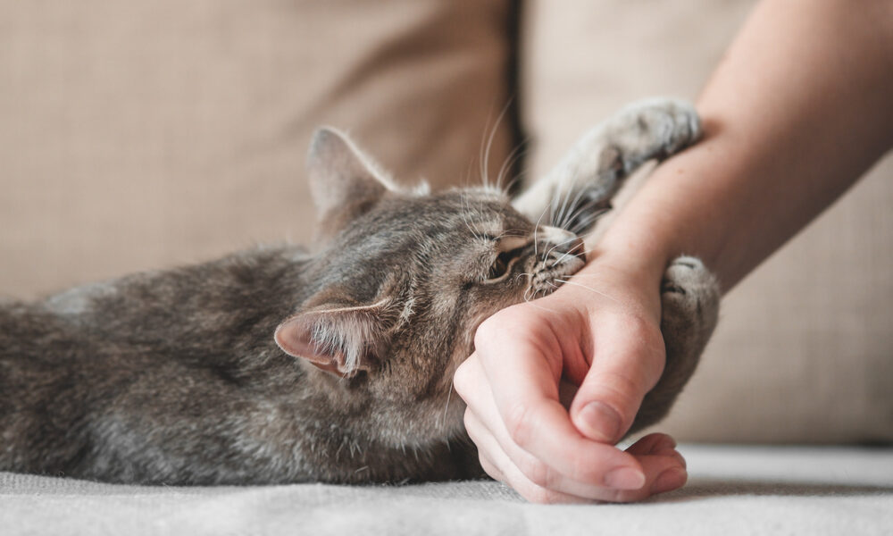 猫に引っかかれたり噛まれたりしたら狂犬病になる？|正しい対処法を教えます