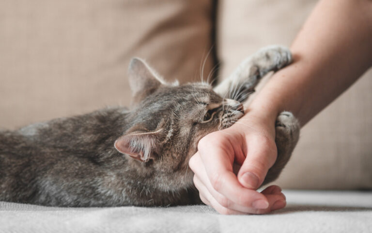 猫に引っかかれたり噛まれたりしたら狂犬病になる？|正しい対処法を教えます