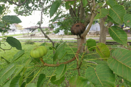 毒性のあるエリスリナの見分け方｜エリスリナの果実中毒の症状と対策