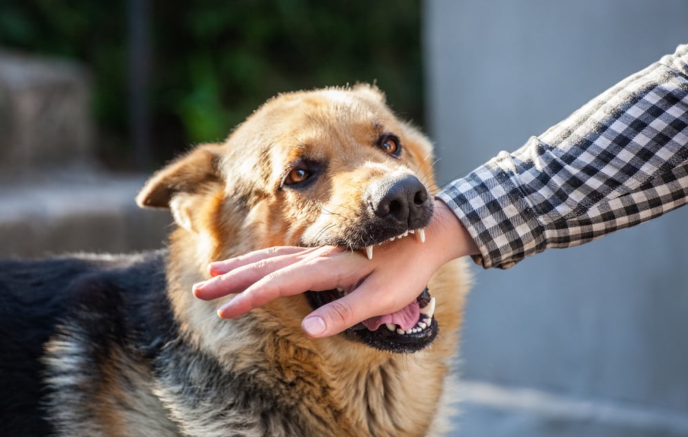 犬に噛まれたとき避けるべき食べ物とは？ 抗狂犬病への対策と注意点