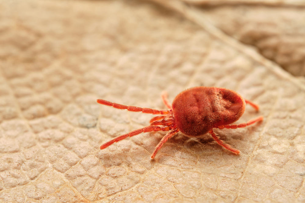 重症な感染症「つつが虫病」— 知っておくべき重要ポイント