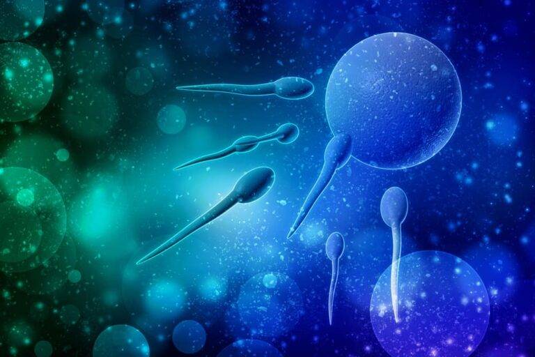 IUI後、精子と卵子はいつ出会う？受精から着床までの全タイムライン徹底解説