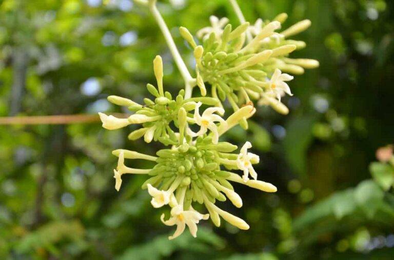 雄しべパパイヤの花の毒性？男性への副作用と安全な使用法を徹底解説