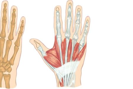 手の構造を徹底解剖｜よくある外傷とその対処法