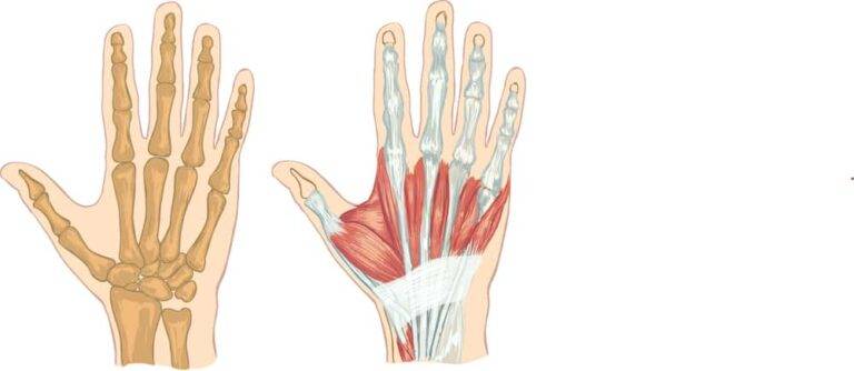 手の構造とよくある怪我の完全ガイド：症状、治療、予防法を専門医が解説