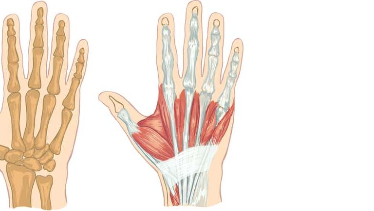 手の構造を徹底解剖｜よくある外傷とその対処法