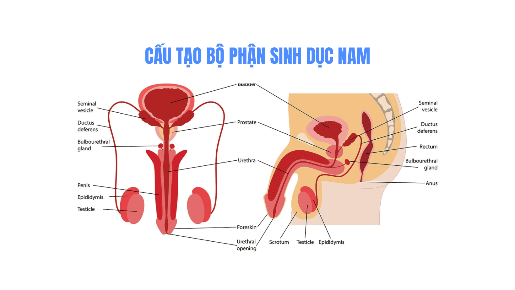 男性生殖器の構造──詳細な解剖図による説明