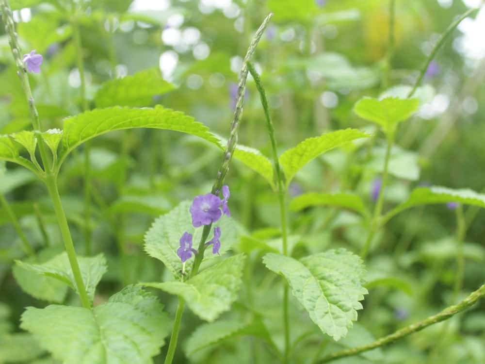 "驚きの効果！ドゥオイチュート植物が糖尿病治療に役立つのか？"