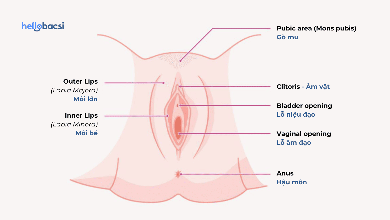 「女性のデリケートゾーン：構造と機能から見る健康チェックポイント」