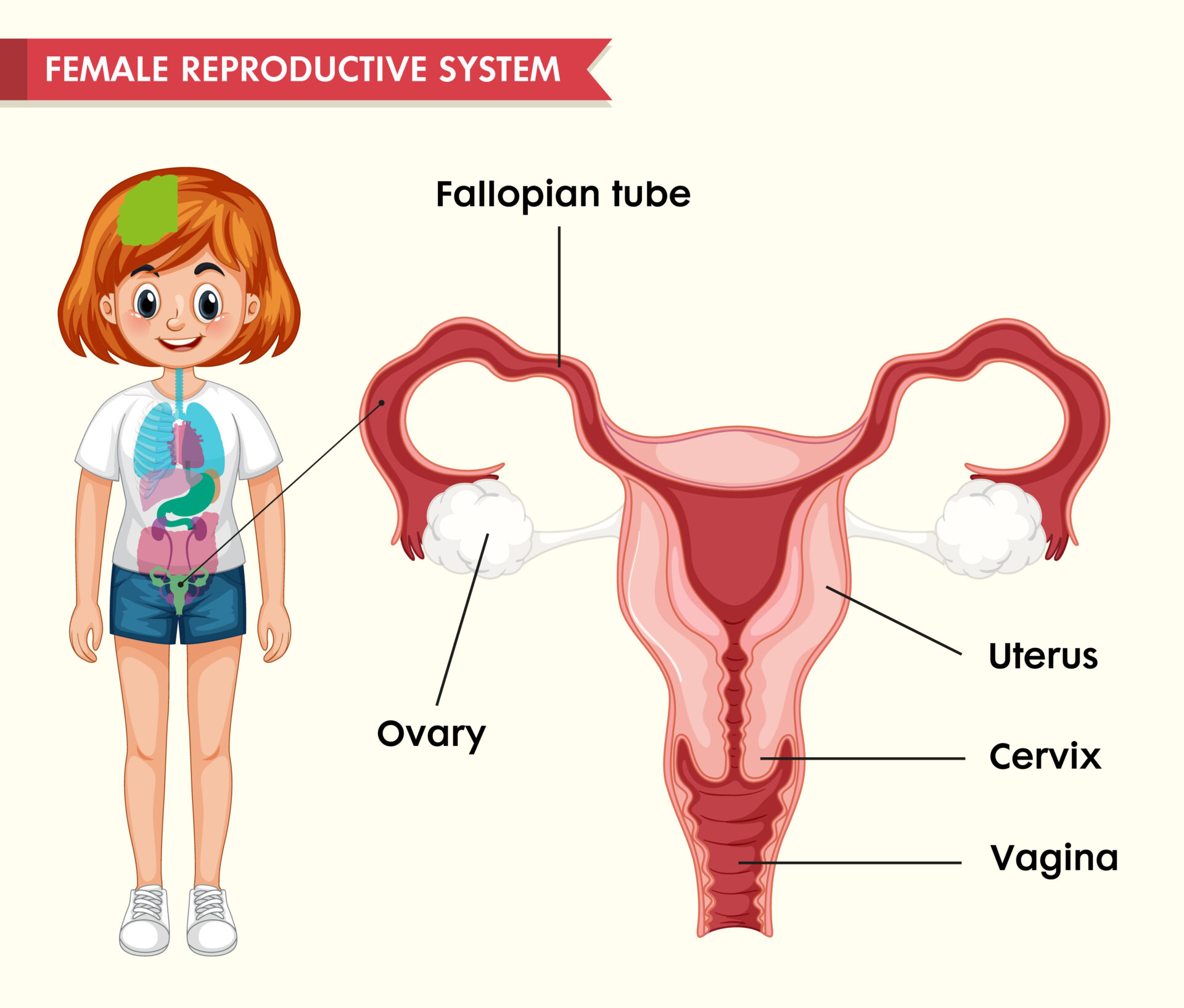 【専門家監修】女性生殖器の構造・機能から病気まで徹底解説|3D図解でわかる最新治療とセルフケア 5 女性の生殖器系の科学的医学的イラスト