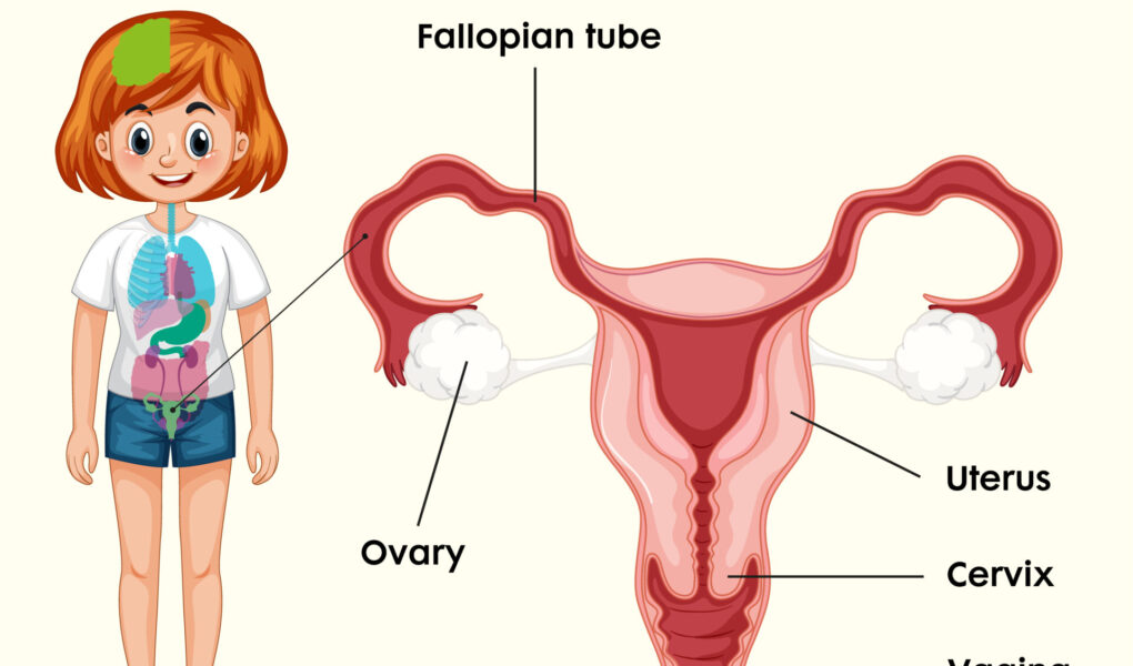 女性生殖器の3D解剖図鑑 | 驚きのリアリズムで知識を深める