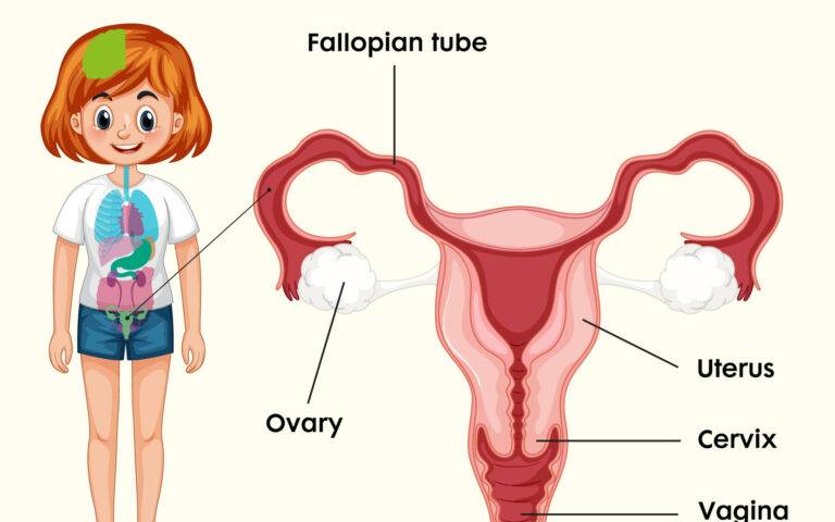 女性生殖器の3D解剖図鑑 | 驚きのリアリズムで知識を深める