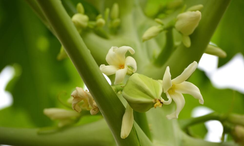 男性パパイヤの花で糖尿病を治す：その真相とは？