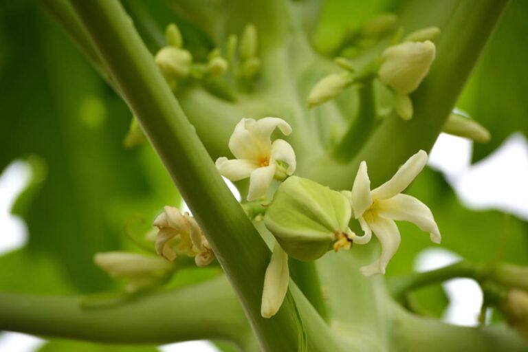 雄パパイヤの花と糖尿病：その効果、危険性、そして日本における安全な向き合い方の完全ガイド