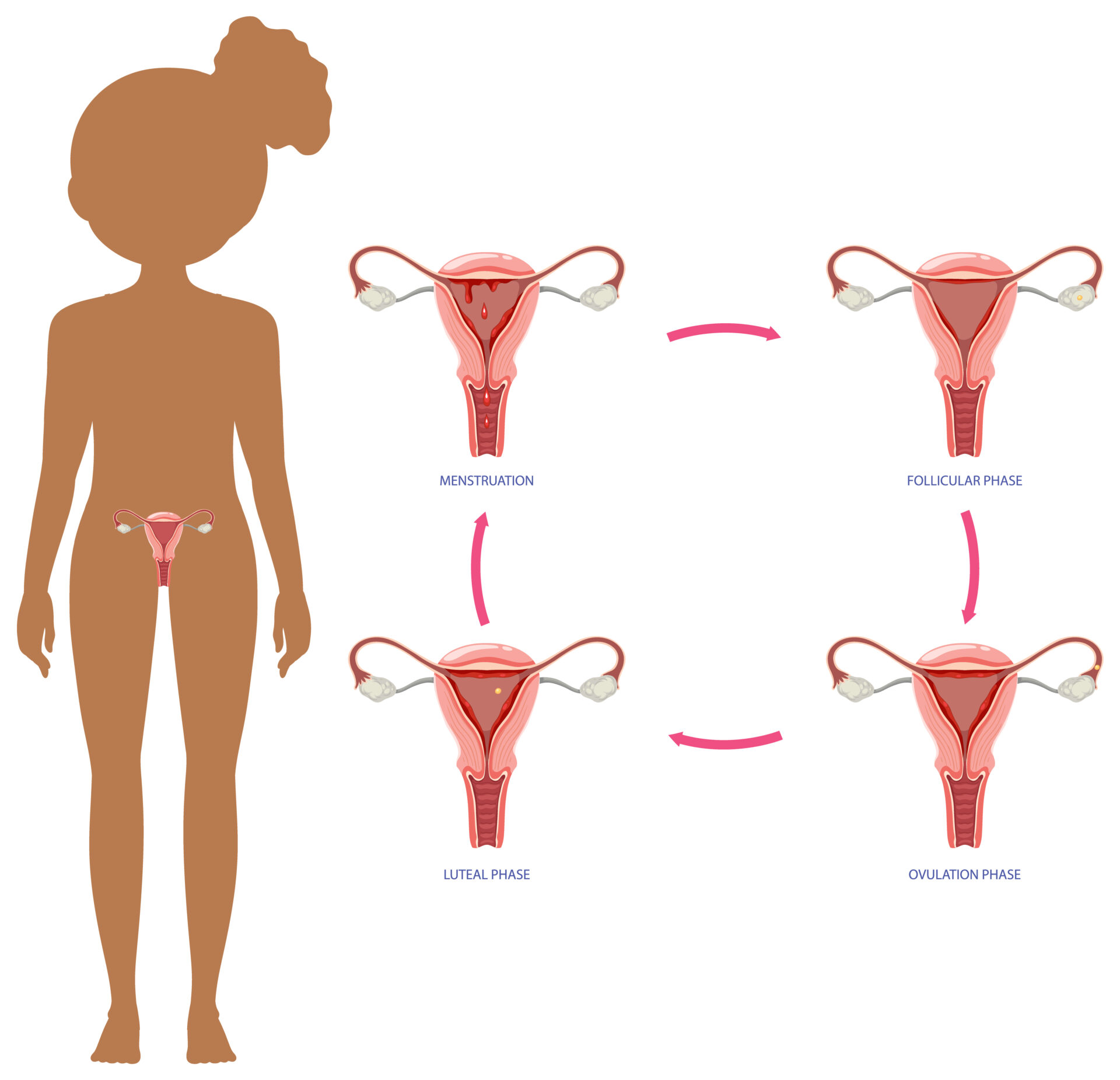 女性の歓喜の秘訣「クリトリス」とは？専門家が科学的構造から性の健康まで徹底解説