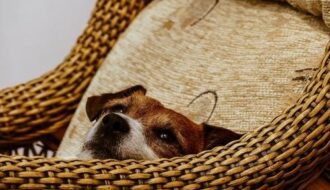 共生がもたらす幸福と責任：日本の犬との暮らしを科学的に読み解く