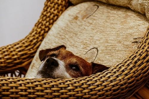 共生がもたらす幸福と責任：日本の犬との暮らしを科学的に読み解く