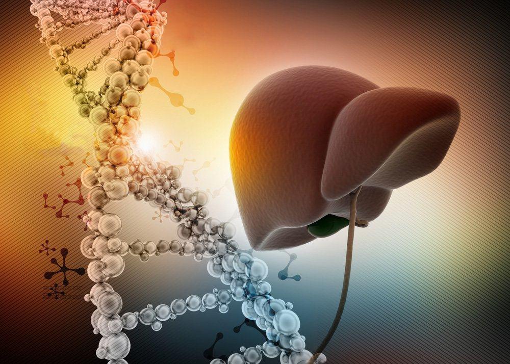 【科学的根拠に基づく】肝臓のすべて：体の「沈黙の臓器」を理解し、守るための完全ガイド