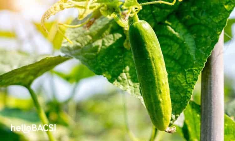 【科学的根拠に基づく】きゅうりパックの美白効果は本当？皮膚科専門家が科学的根拠と危険性を徹底解説