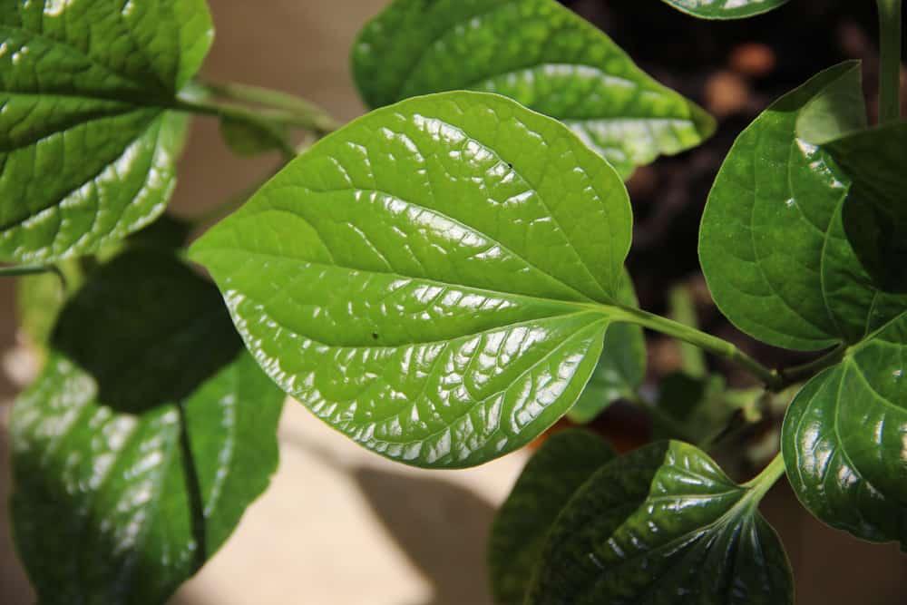 【葉ロット（ラロット）と関節痛】ベトナムの民間療法と安全な付き合い方