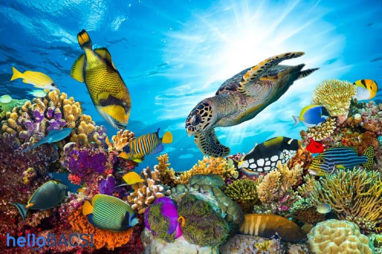 【親子で学ぶ】海の生き物たちの驚きの事実12選！専門家が監修した完全ガイド