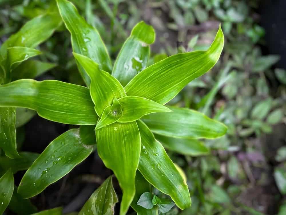 【科学的根拠に基づく】胃の不調に効く「金の口髭」？薬草カリシア・フラグランスの科学的評価：効果、深刻な危険性、専門的見解の全て