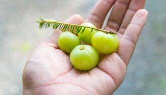 妊娠中のグースベリー／アムラ摂取：期待される効果と科学的根拠に基づく安全性評価