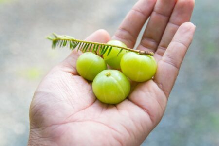 妊娠中のグースベリー/アムラ摂取:期待される効果と科学的根拠に基づく安全性評価 1 妊娠中のグースベリー/アムラ摂取:期待される効果と科学的根拠に基づく安全性評価