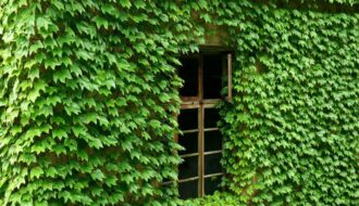 ウルシかぶれ（接触皮膚炎）の症状・見分け方・治療法｜皮膚科医が解説