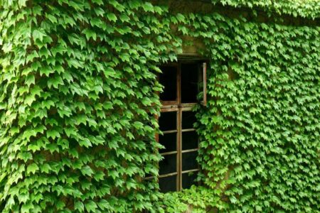 ウルシかぶれ（接触皮膚炎）の症状・見分け方・治療法｜皮膚科医が解説