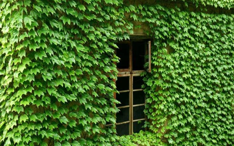 ウルシかぶれ（接触皮膚炎）の症状・見分け方・治療法｜皮膚科医が解説