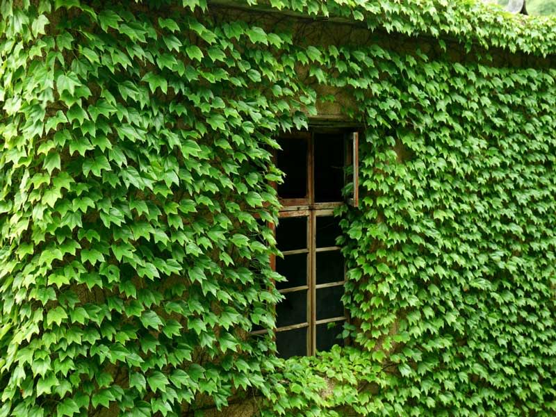 ウルシかぶれ（接触皮膚炎）の症状・見分け方・治療法｜皮膚科医が解説