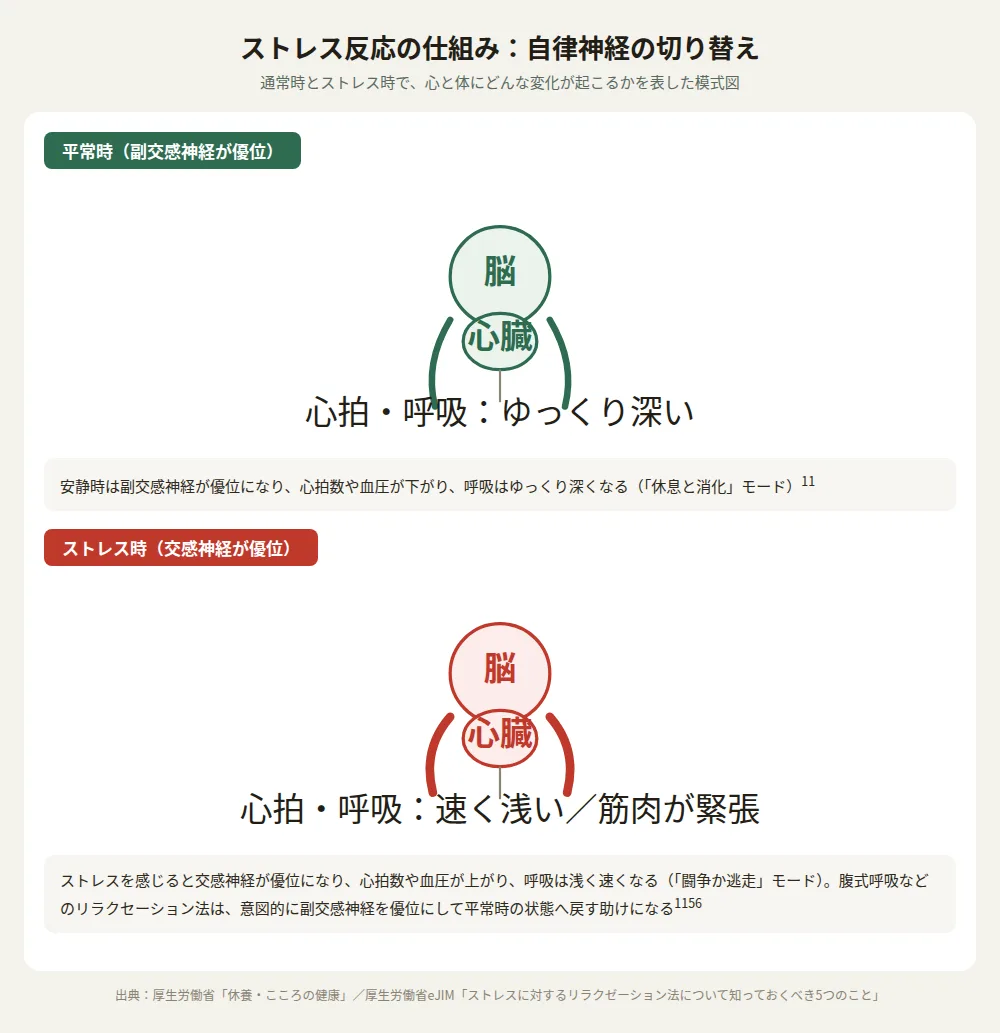 ストレス反応の仕組み：平常時とストレス時の自律神経の変化を示す模式図