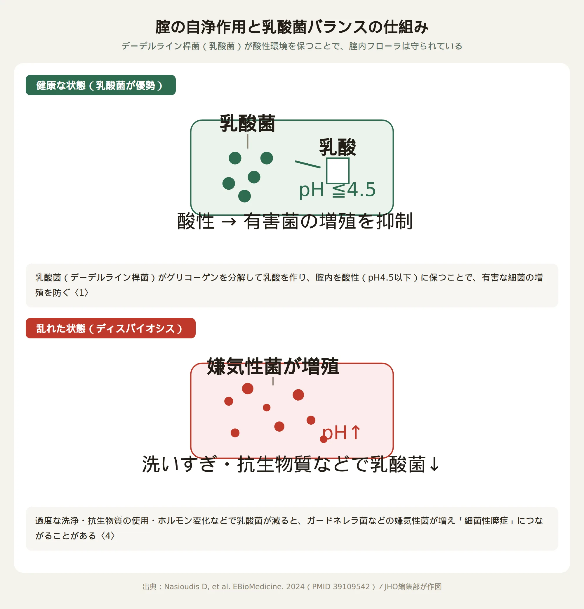 腟の自浄作用と乳酸菌バランスの仕組み