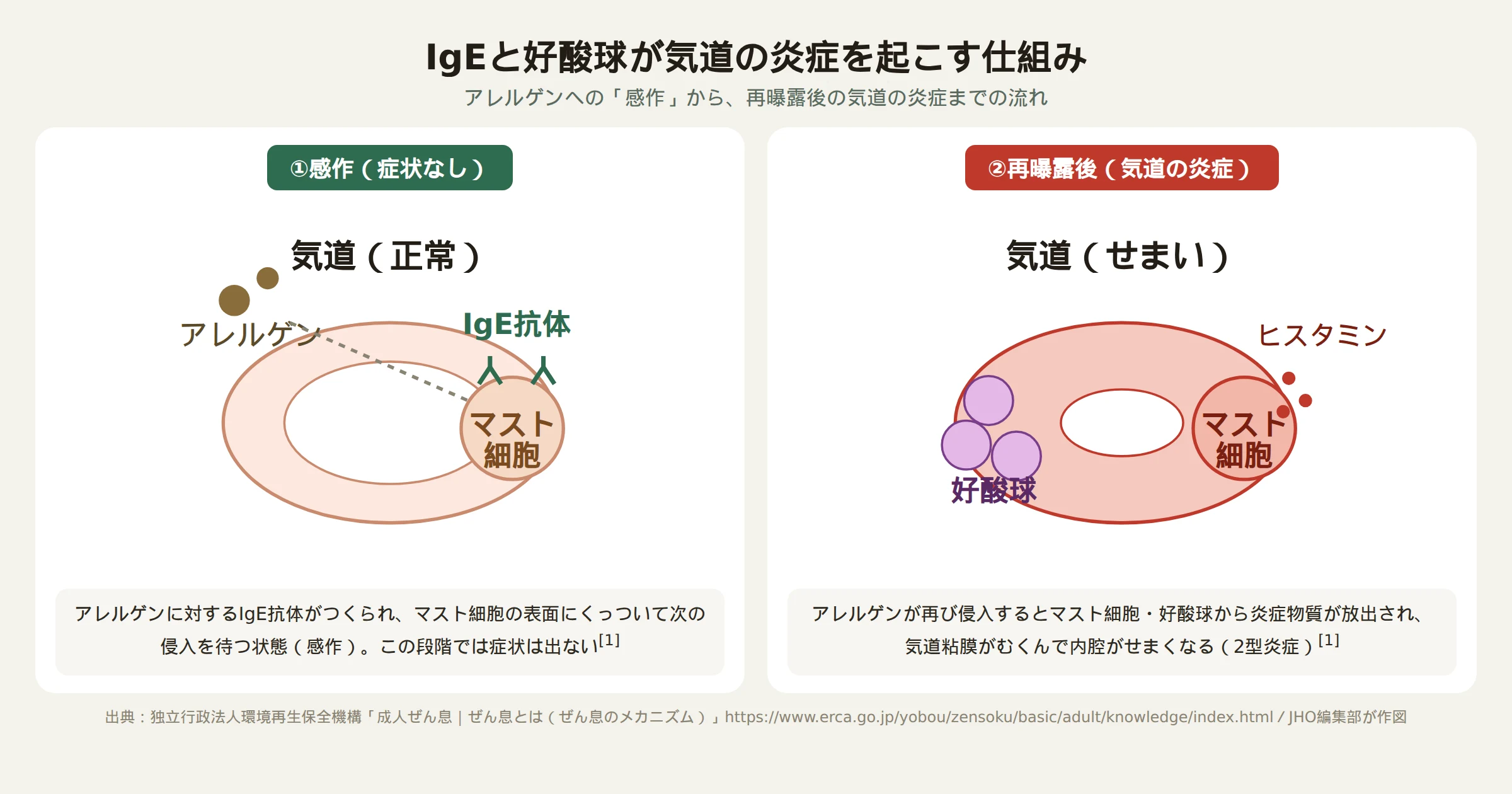 アレルギー性喘息でIgEと好酸球が気道の炎症を起こす仕組みの図