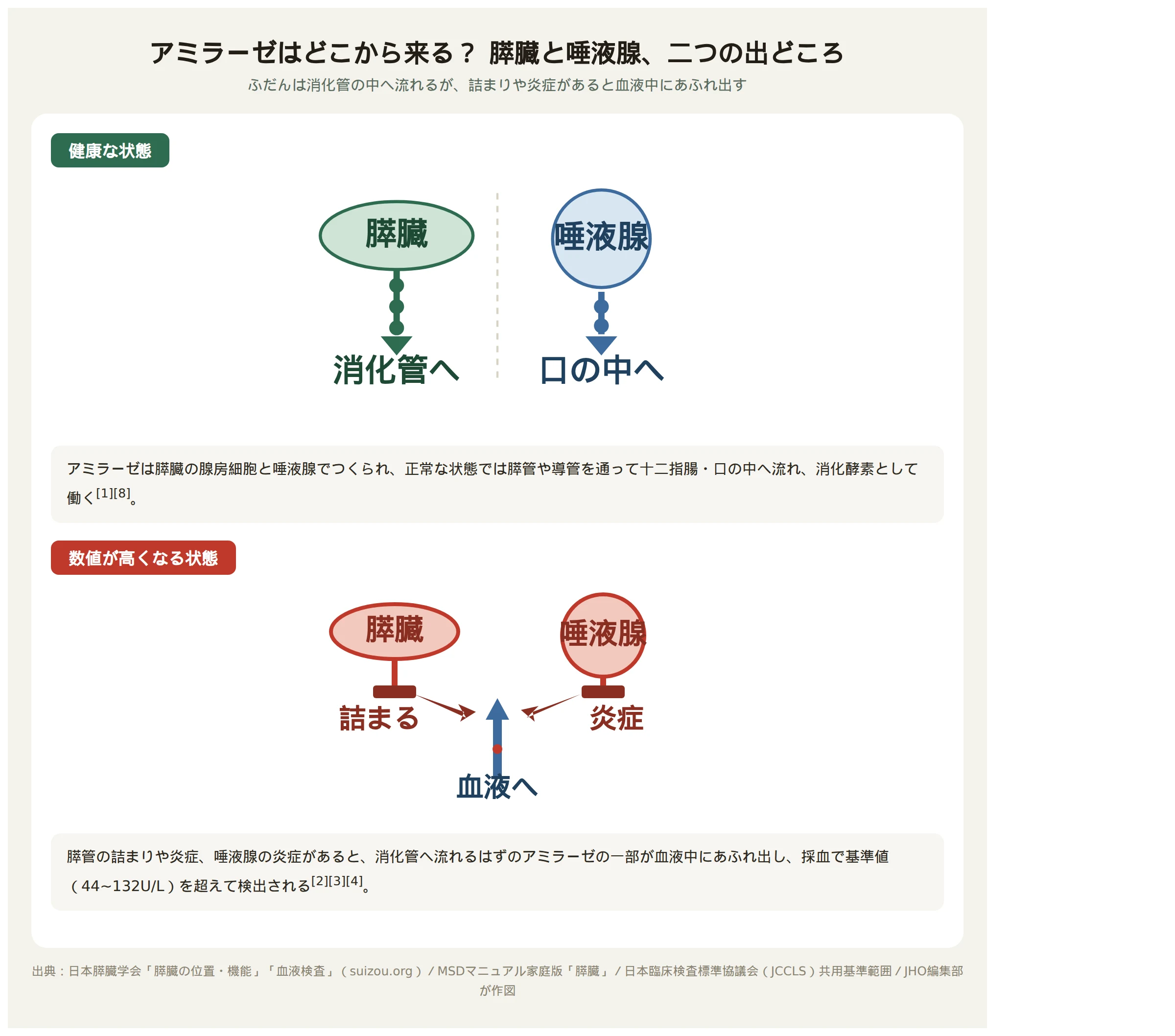 アミラーゼが膵臓と唾液腺から分泌され消化管へ流れる正常な経路と、詰まり・炎症によって血液中にあふれ出す経路を示した図解