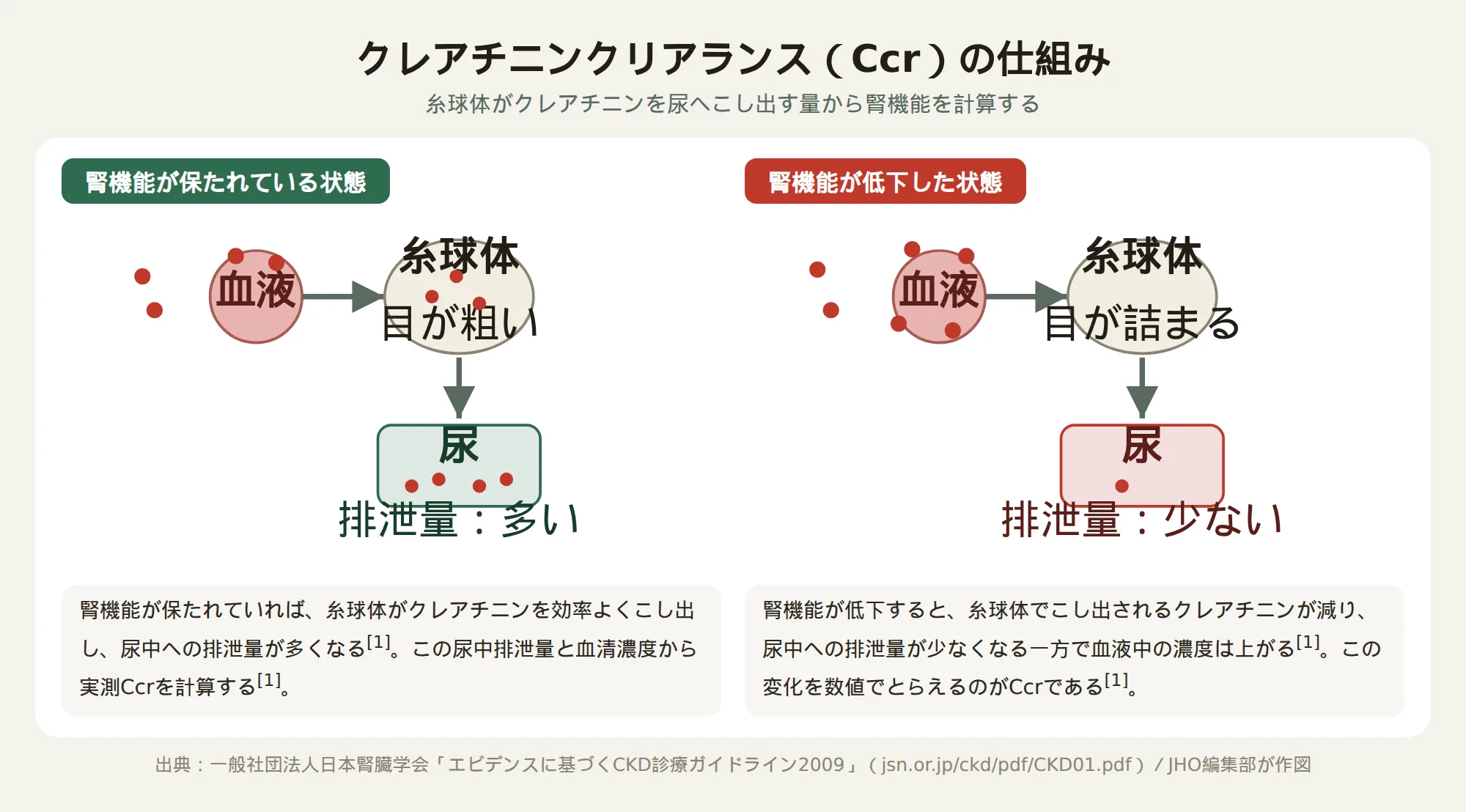 クレアチニンクリアランスと腎機能の指標