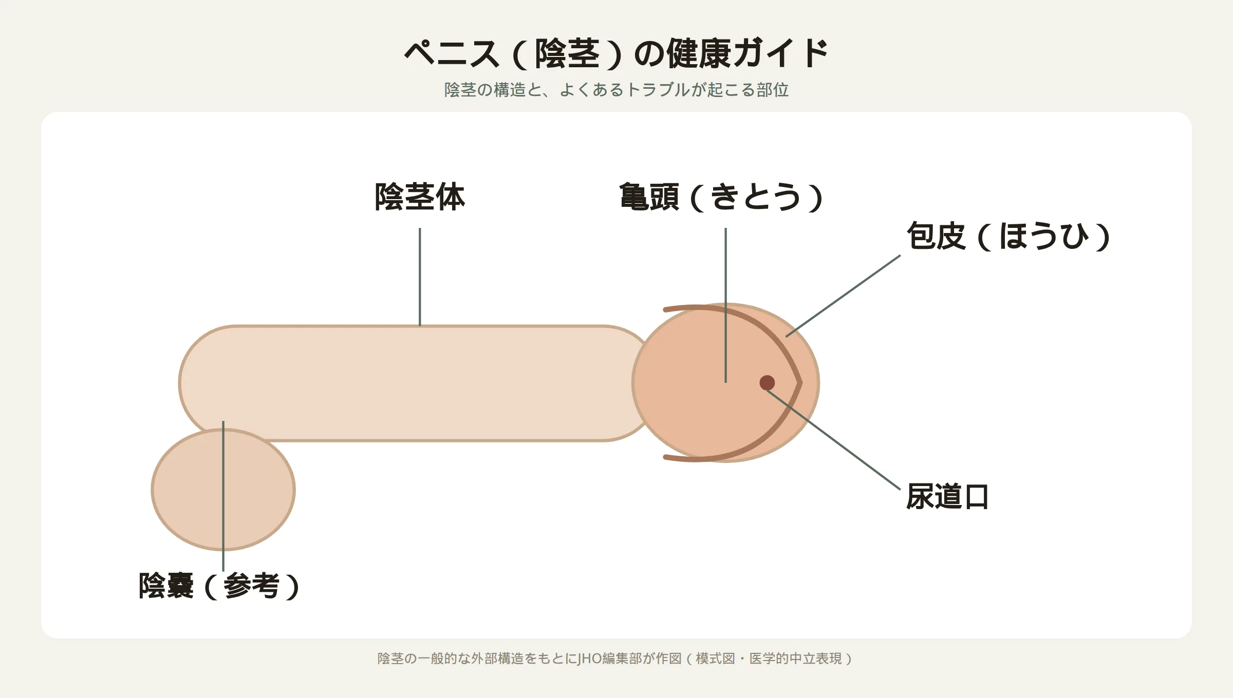 陰茎の外観の模式図。亀頭・包皮・陰茎体・尿道口・陰嚢の位置関係を示す医学的な線画イラスト