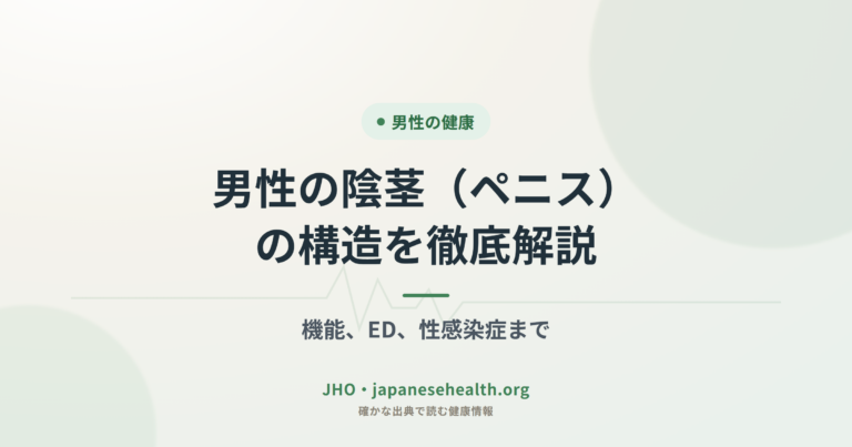 男性の陰茎（ペニス）の構造を徹底解説：機能、ED、性感染症まで
