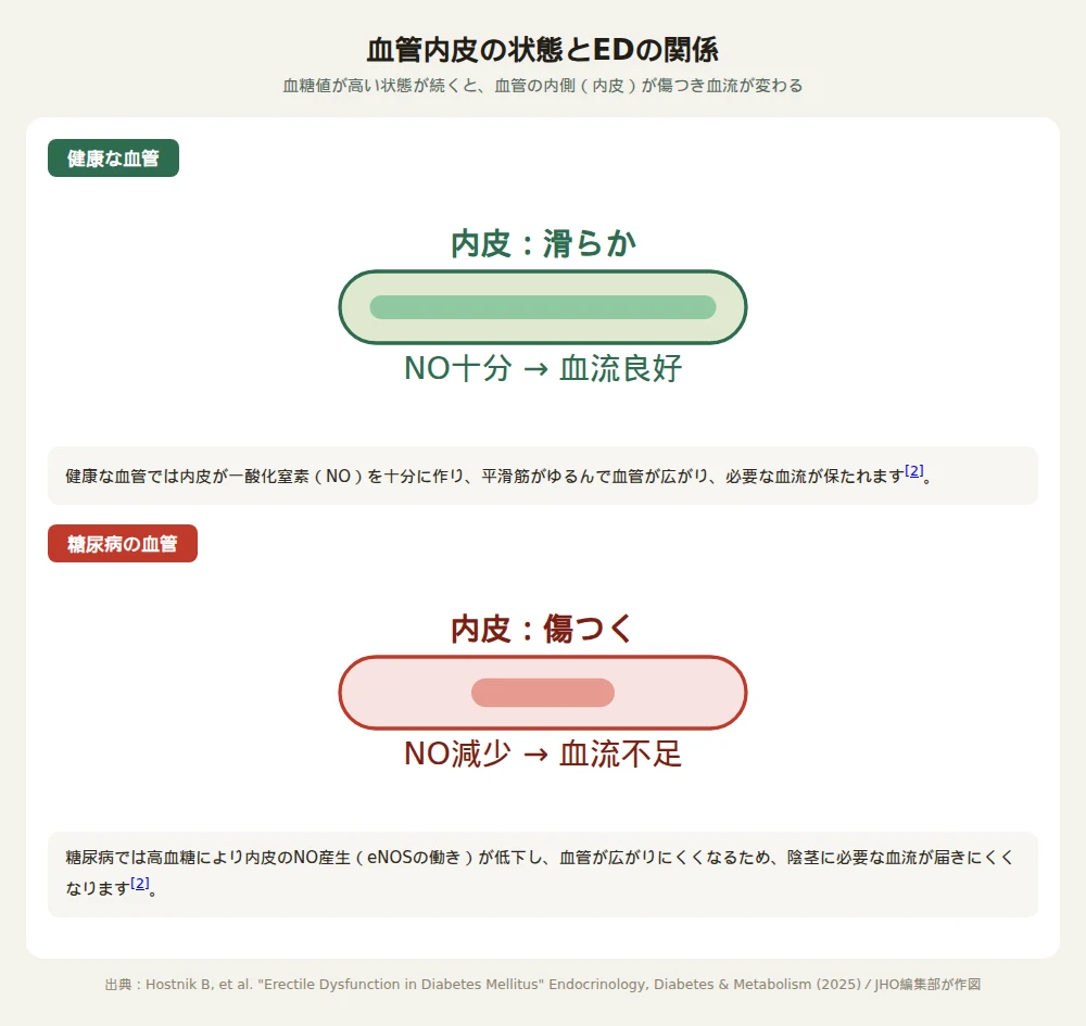 健康な血管と糖尿病による血管の状態を並べ、内皮の傷つきとNO産生の低下が血流に影響する仕組みを示した図