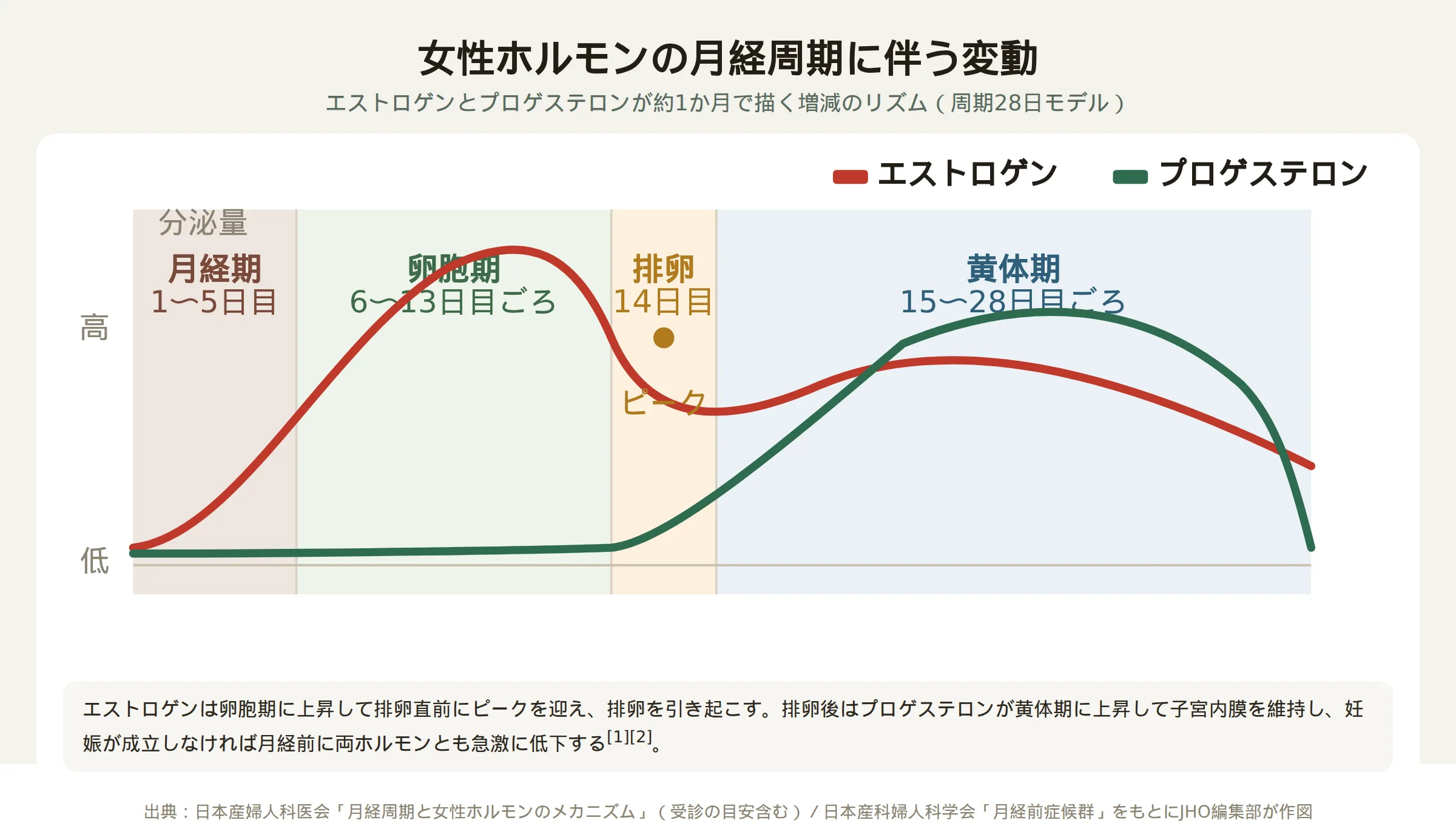女性ホルモンの月経周期に伴うエストロゲンとプロゲステロンの変動を示す折れ線グラフ。卵胞期にエストロゲンが上昇して排卵前にピークを迎え、排卵後の黄体期にプロゲステロンが上昇する様子を表す。