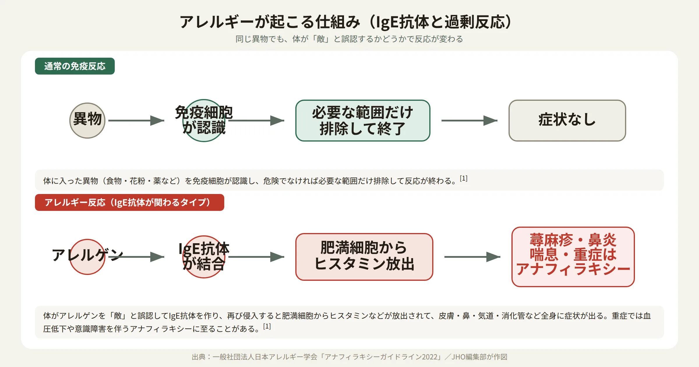 アレルギーが起こる仕組み IgE抗体と免疫の過剰反応