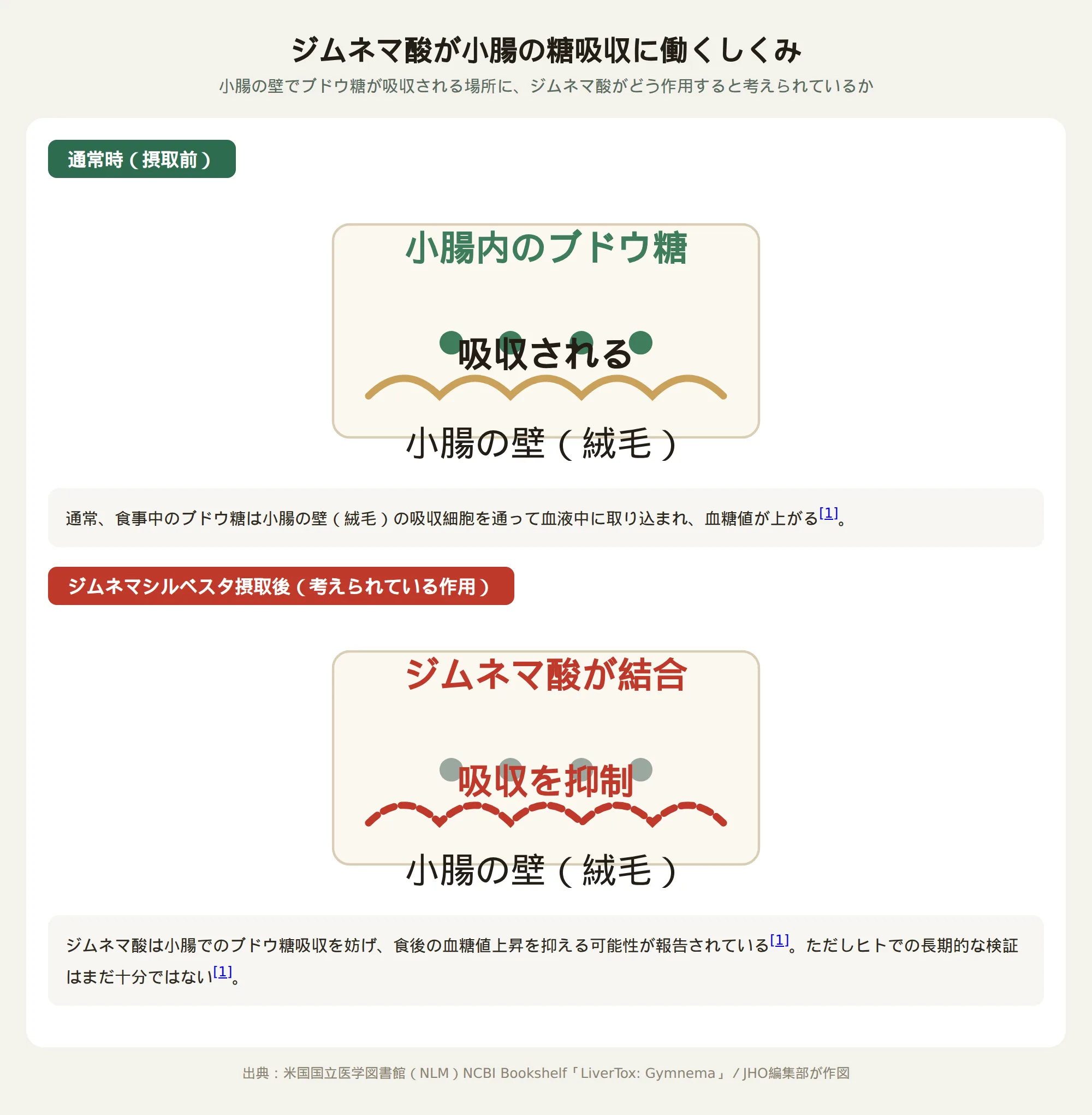 ギムネマ酸が小腸のブドウ糖吸収に働くしくみを示す模式図