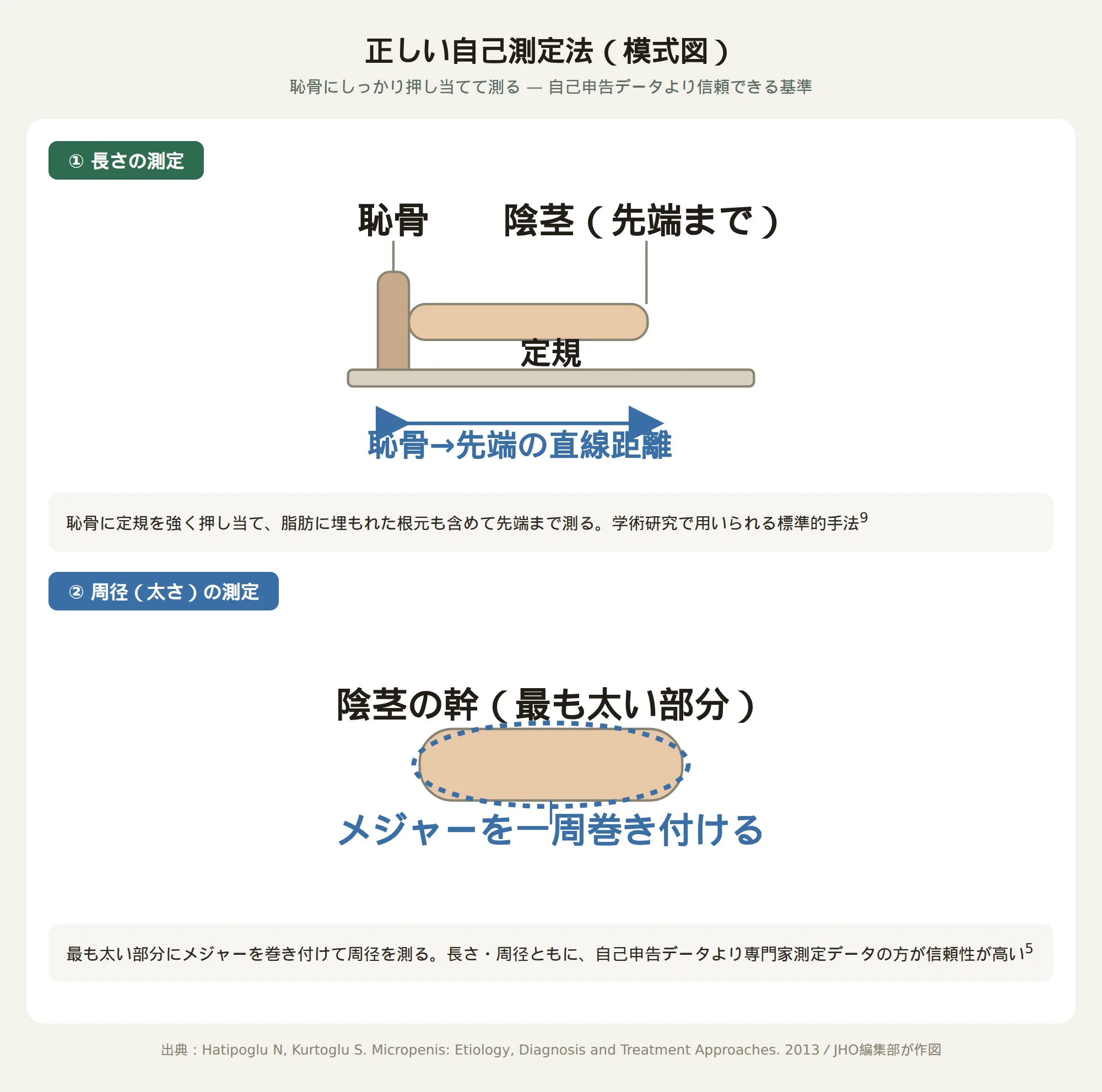 陰茎の長さと周径の正しい自己測定法を示す模式図