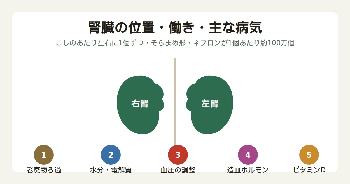 腎臓の位置と働き（老廃物ろ過・水分電解質・血圧調整・造血ホルモン・ビタミンD）を示す図解