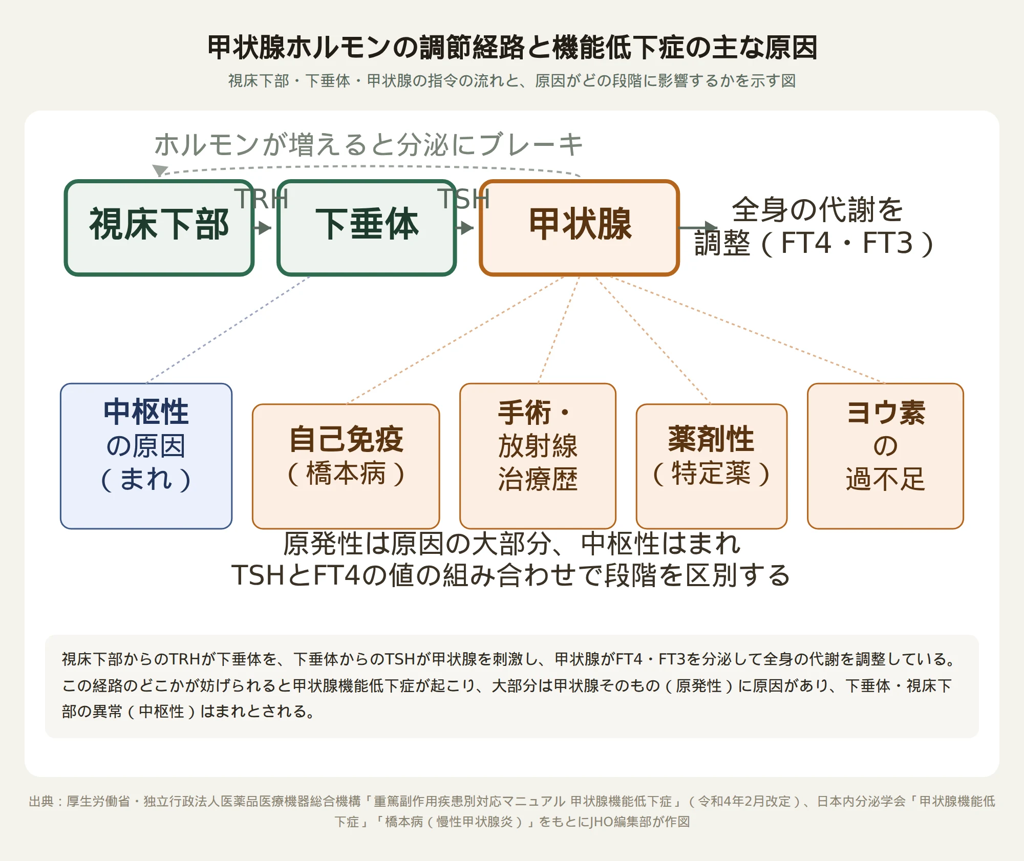 甲状腺ホルモン調節の仕組みと、甲状腺機能低下症を起こす主な原因がどの段階に影響するかを示した図