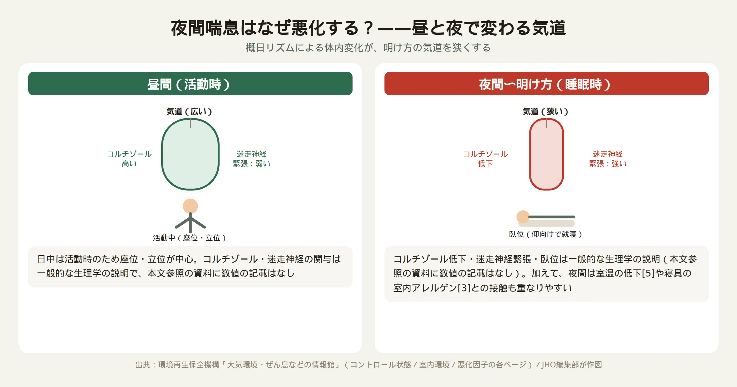 夜間喘息はなぜ悪化する？昼間と夜間で変わる気道を示す図