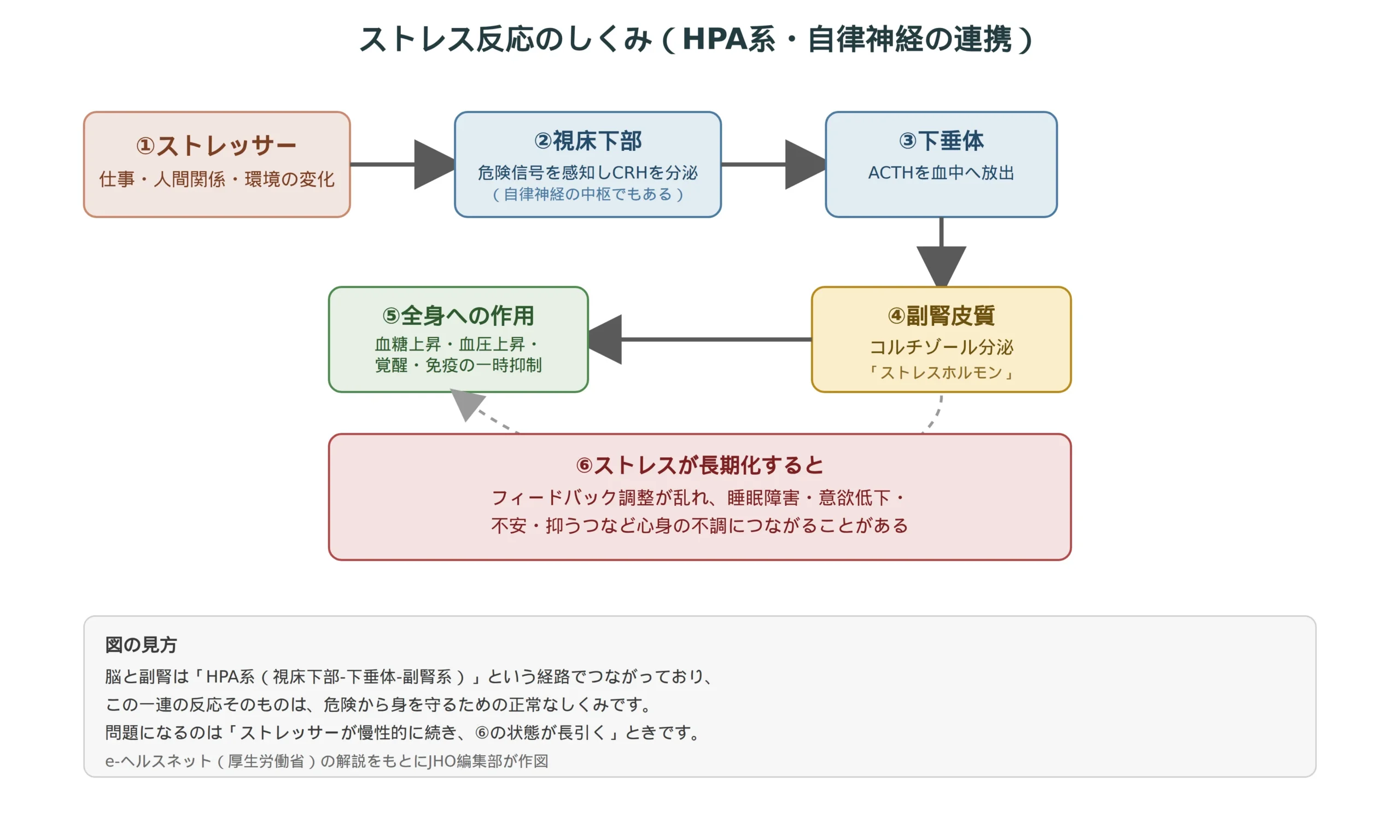 ストレス反応のしくみを示す図。ストレッサーから視床下部、下垂体、副腎皮質へと伝わりコルチゾールが分泌される経路と、慢性化すると心身の不調につながることを示す模式図