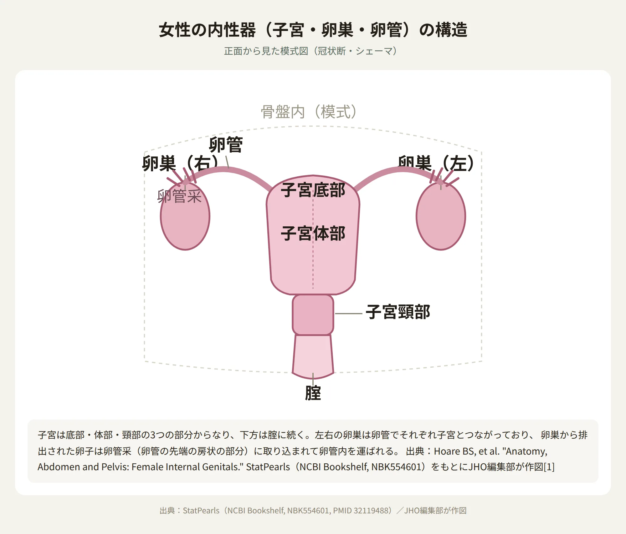 女性の内性器（卵巣・卵管・子宮・腟）の位置と構造を示す模式図
