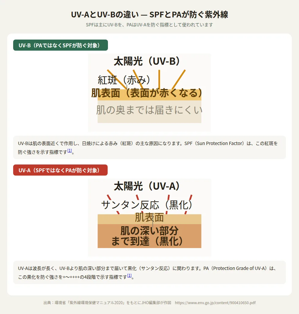 UV-AとUV-Bの違いを示す図。UV-Bは肌表面で赤み（紅斑）を起こしSPFが防ぎ、UV-Aは肌の深い部分まで届いて黒化（サンタン反応）に関わりPAが防ぐことを表す